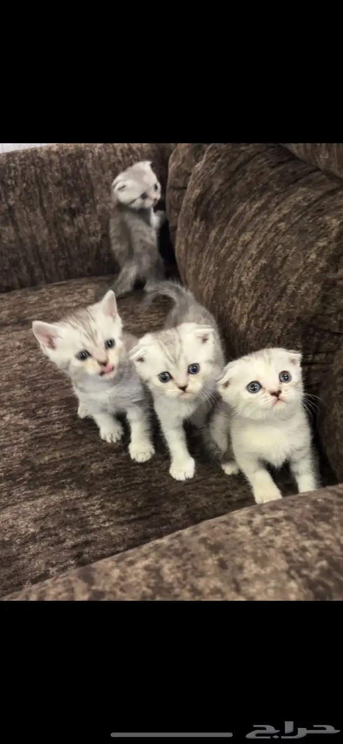 قطط كيتن سكوتش قولد للبيع 5