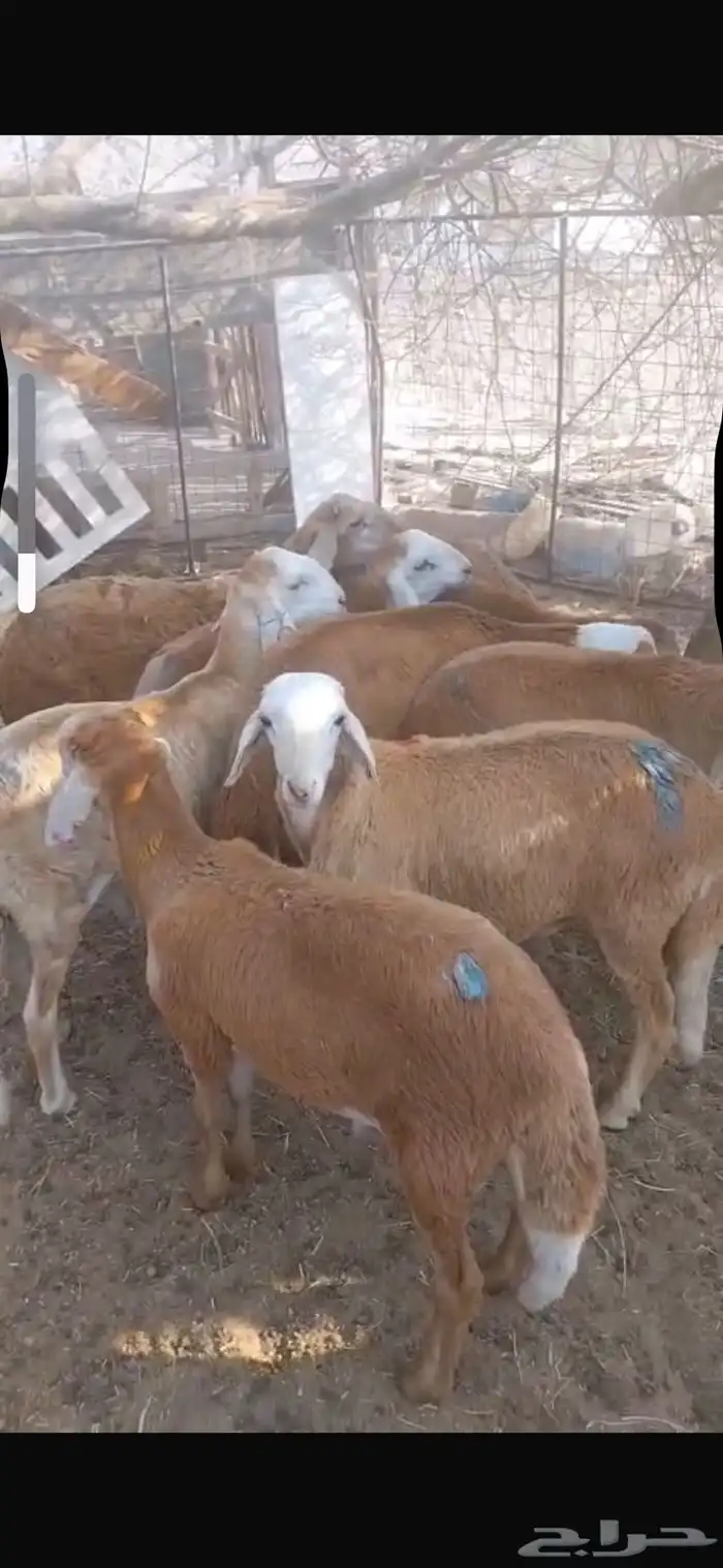 ذبايح سواكن مناسبات او ثلاجه تربيه 1