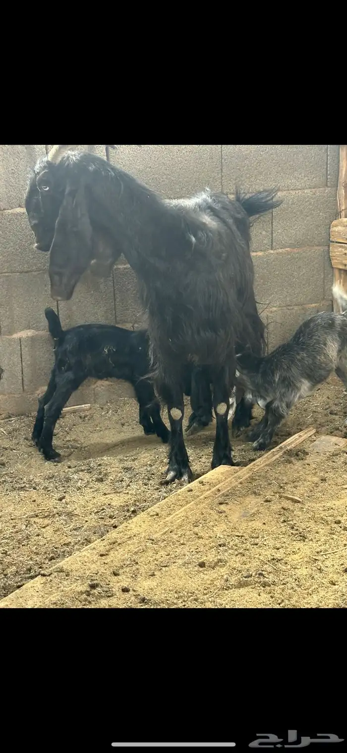 عنز مشروكه جرم والد معها جفرتين روم 4