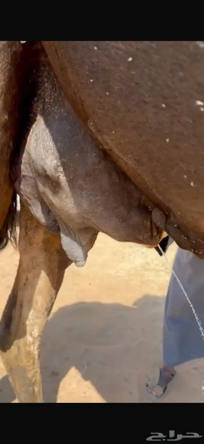 خلفه منيحه طيبهه 4