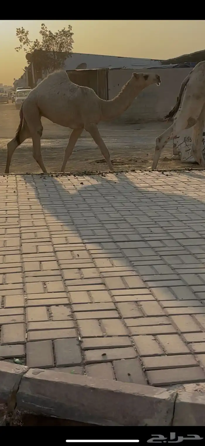 حواره شقحا كفو 0