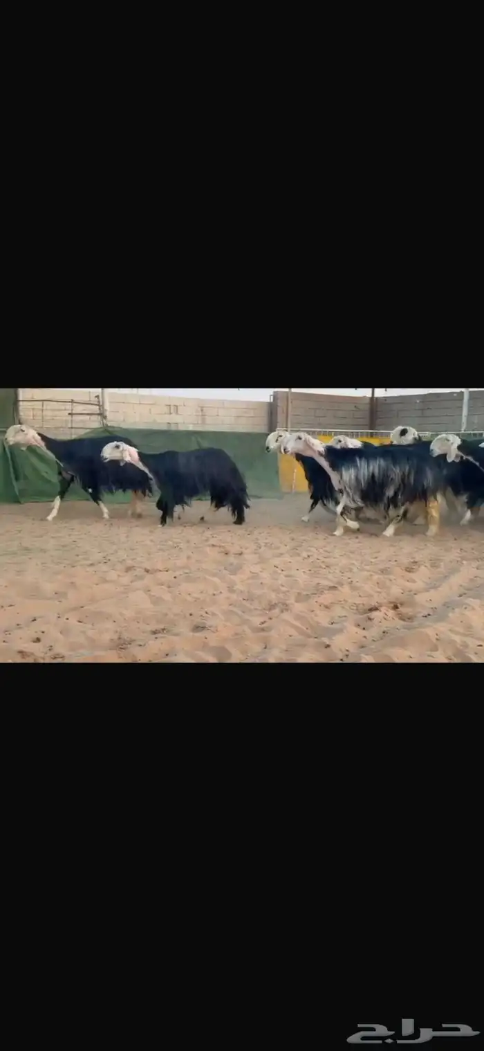 عرض بيع نجد 0