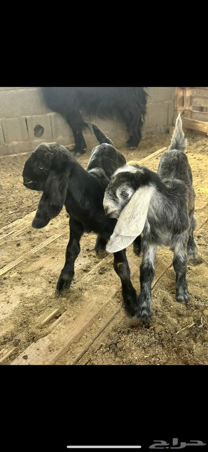 عنز مشروكه جرم والد معها جفرتين روم 0