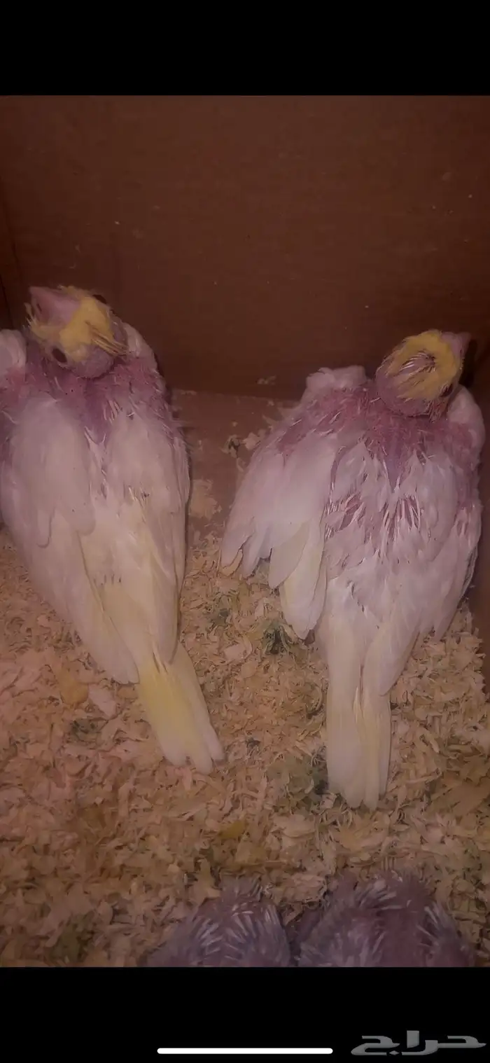 فروخ كروان لاتينو غر 2