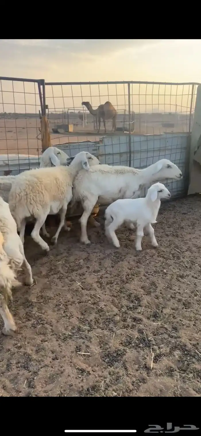 ضان ولد ومضاريع 1