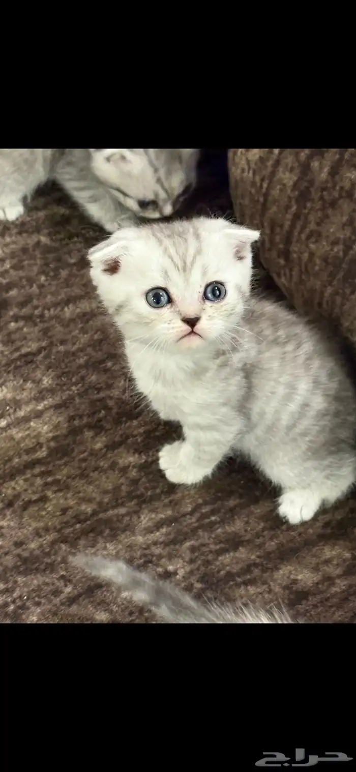 قطط كيتن سكوتش قولد للبيع 2
