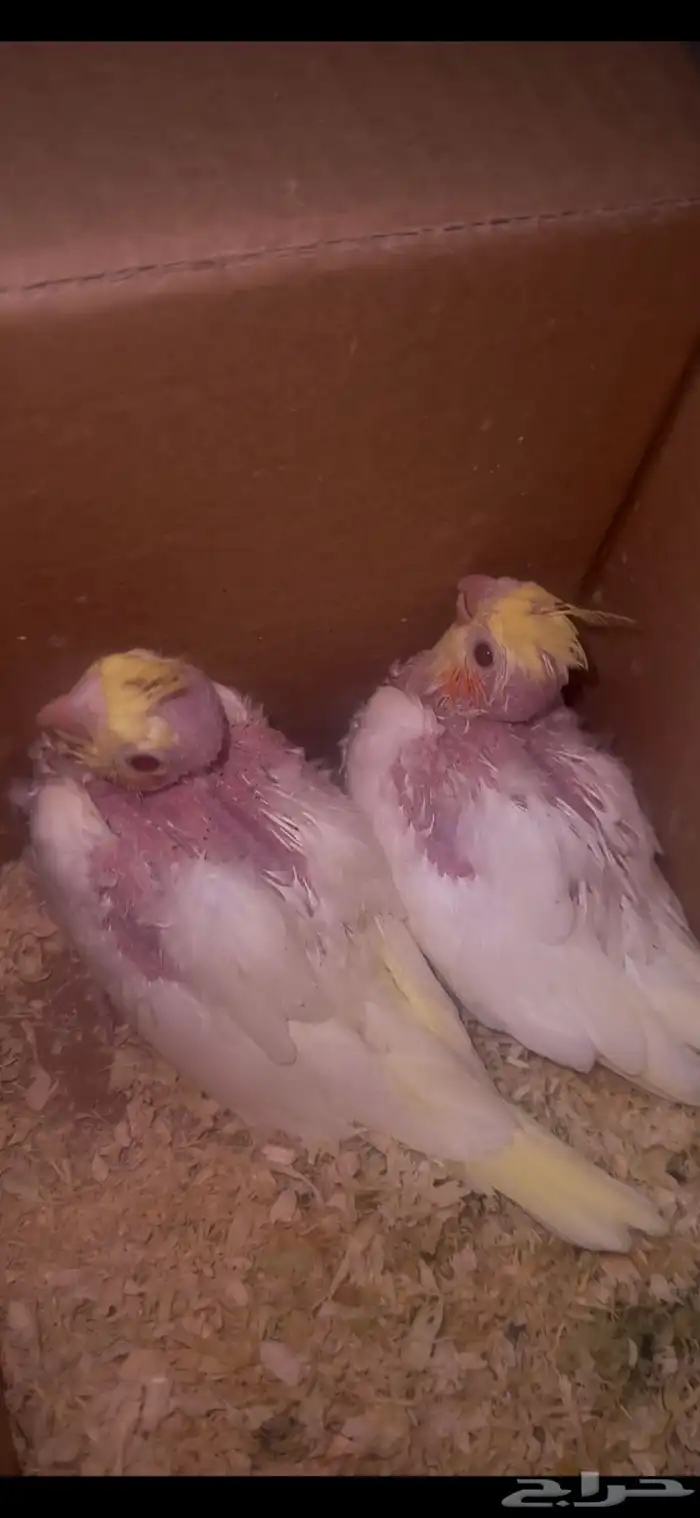 فروخ كروان لاتينو غر 1