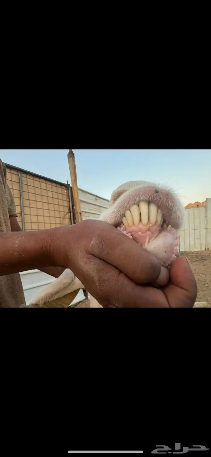 عنز بيضا مطوره معاها تيس وجفره رايمه واحد والثاني نرضعه منه 4