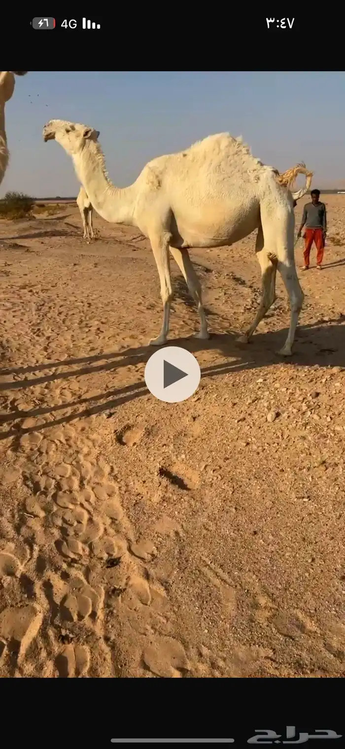 ناقه وضحى معشر كفو الموقع غرب الافلاج 2