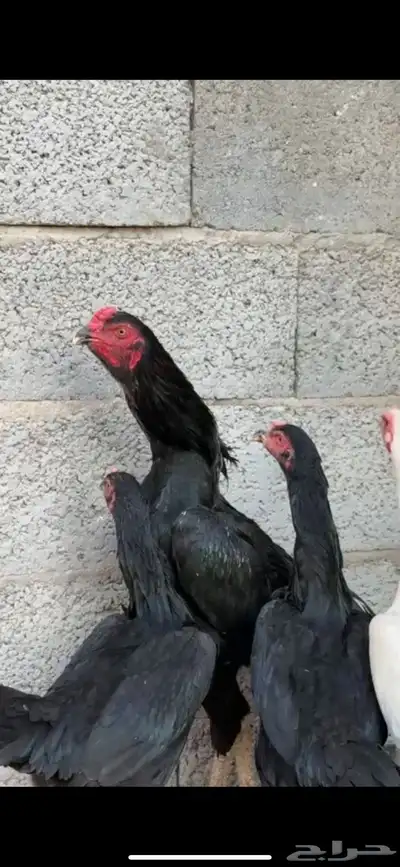 طقم شامو الماني هزاز index