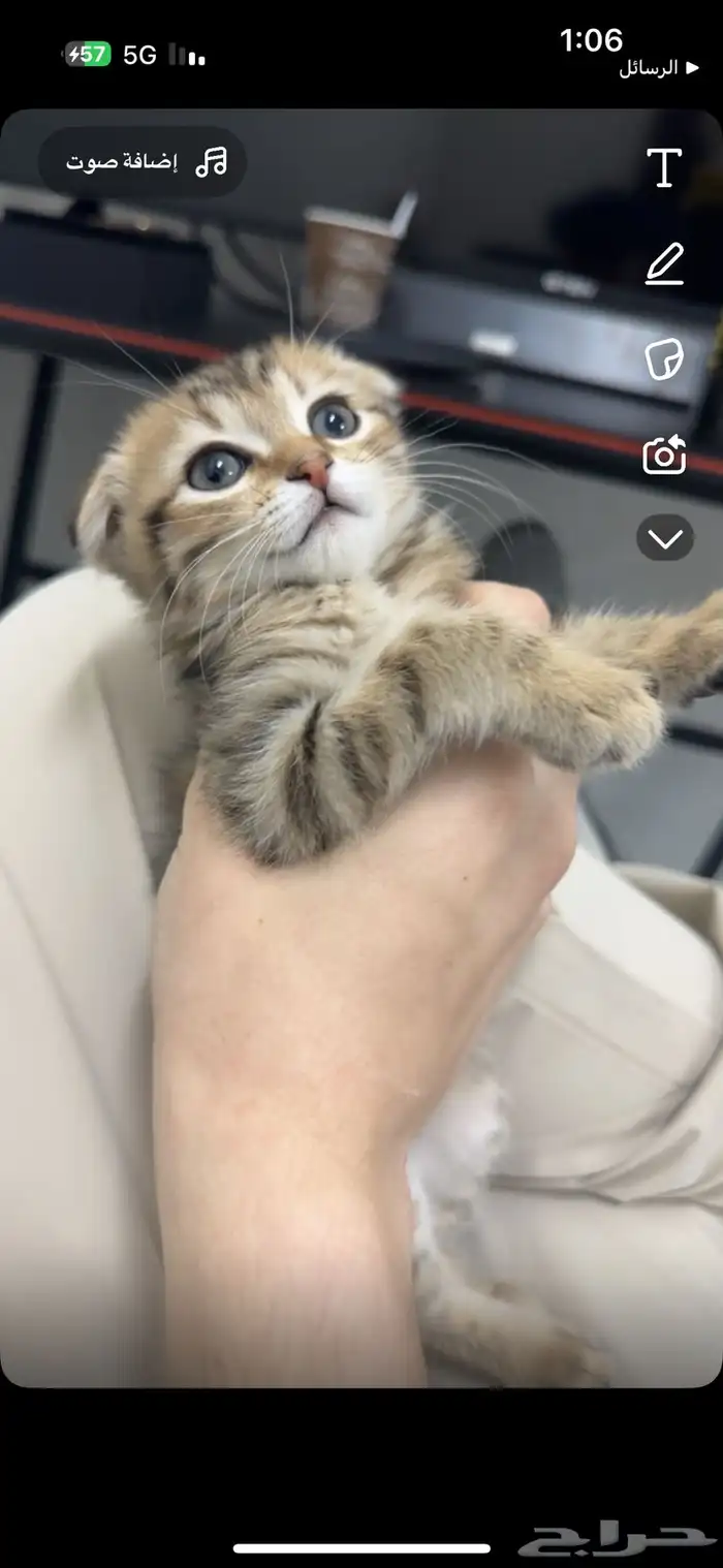 قطه سكوتش هجين 1