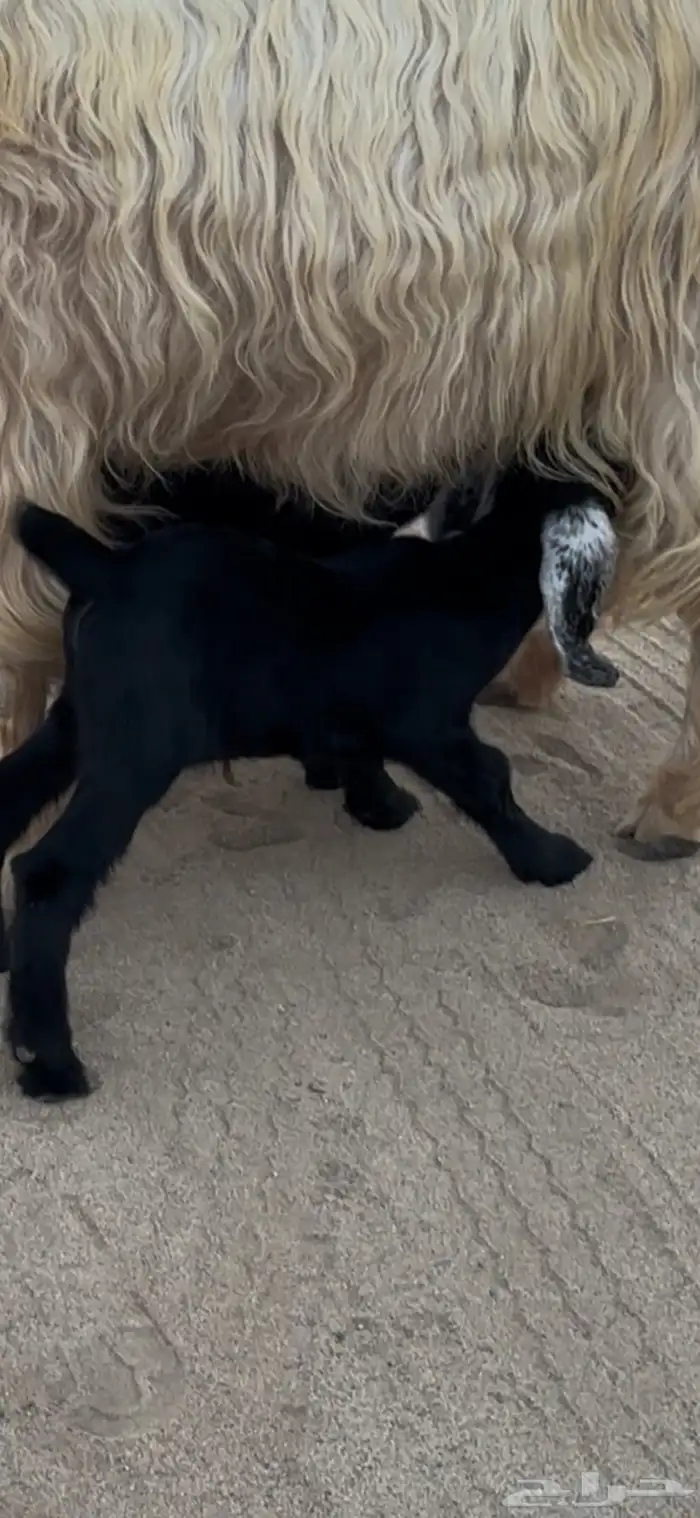 اثنين تيوس عوارض دواغير 5