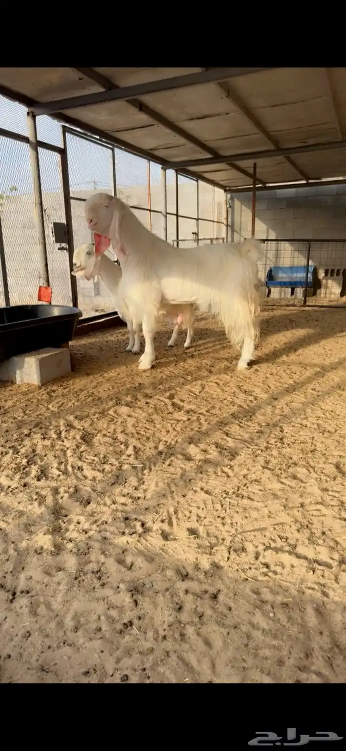 فحل مطور خصم نادر اجم 1