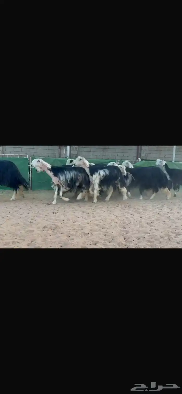 عرض بيع نجد 4