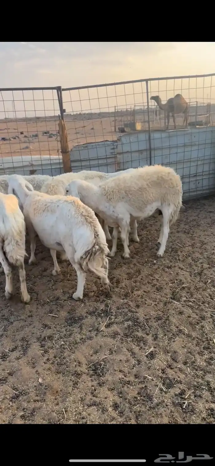 ضان ولد ومضاريع 3