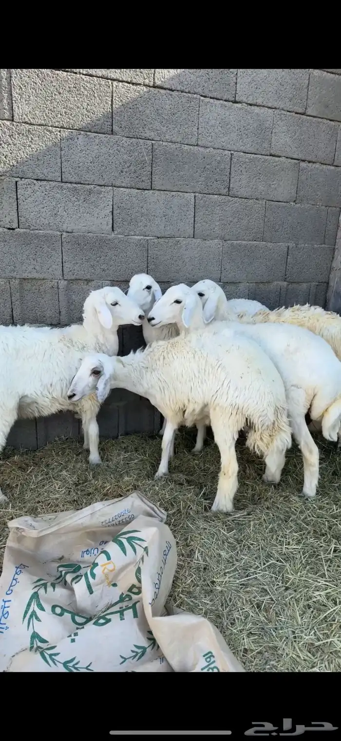 5 رخال جذع دفيع على السونار 3