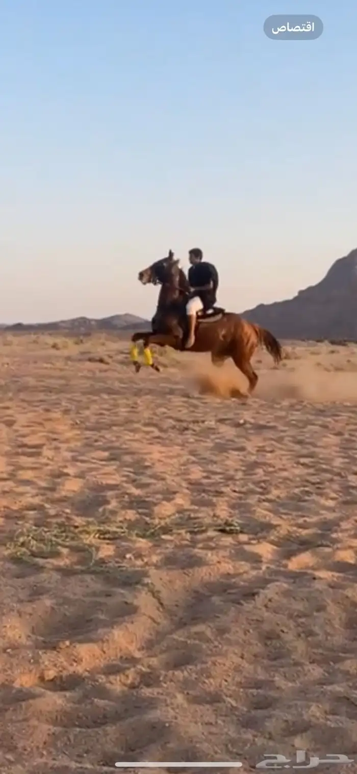 للبيع حصان جاهز لقرب شوط 3