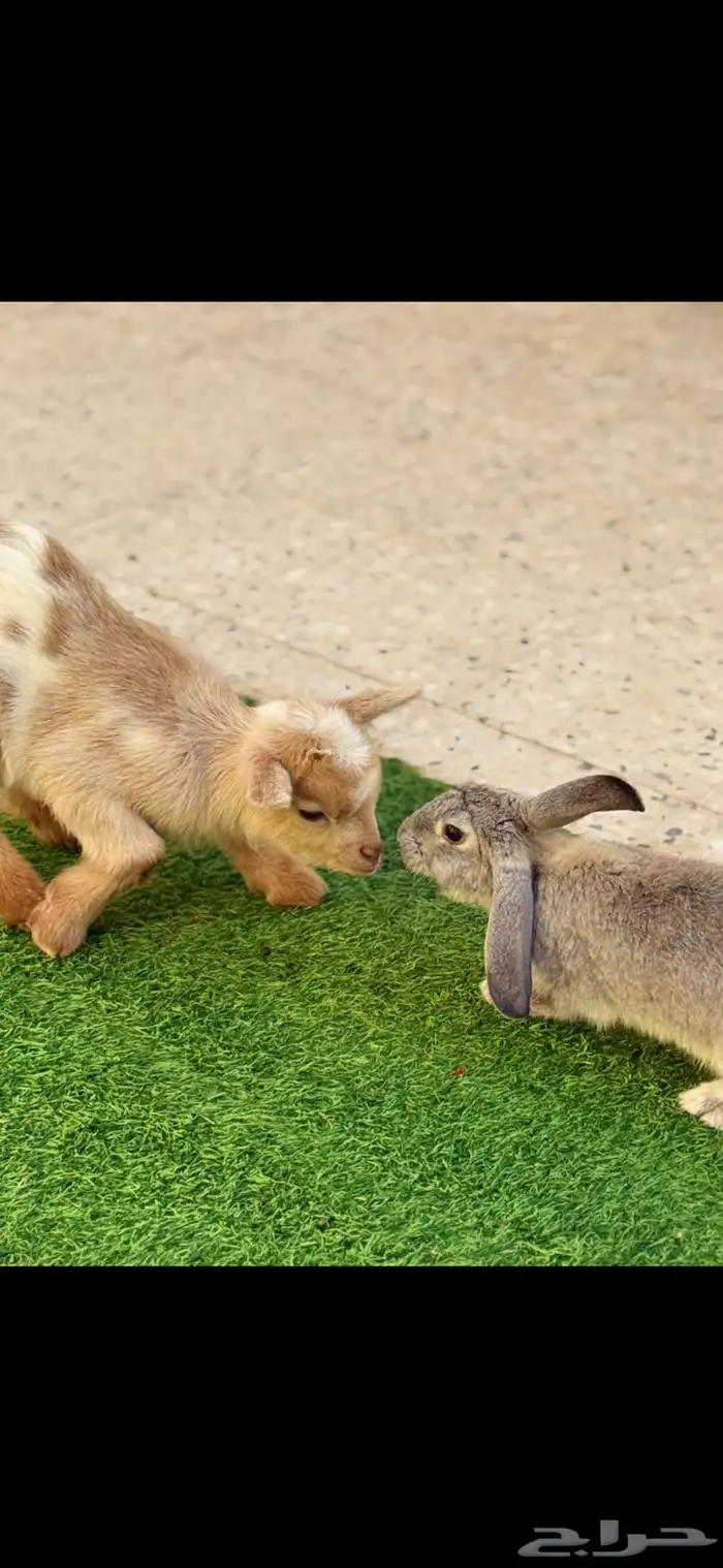 تيس قزمي صديق الأطفال 2