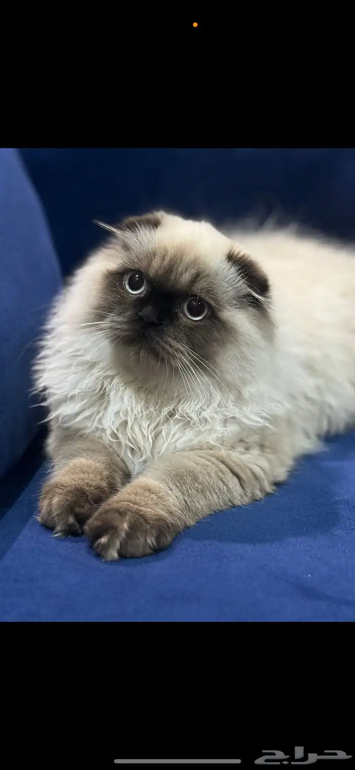 قط مكس من ام بريتيش سكوتش فولد والاب همالايا 1