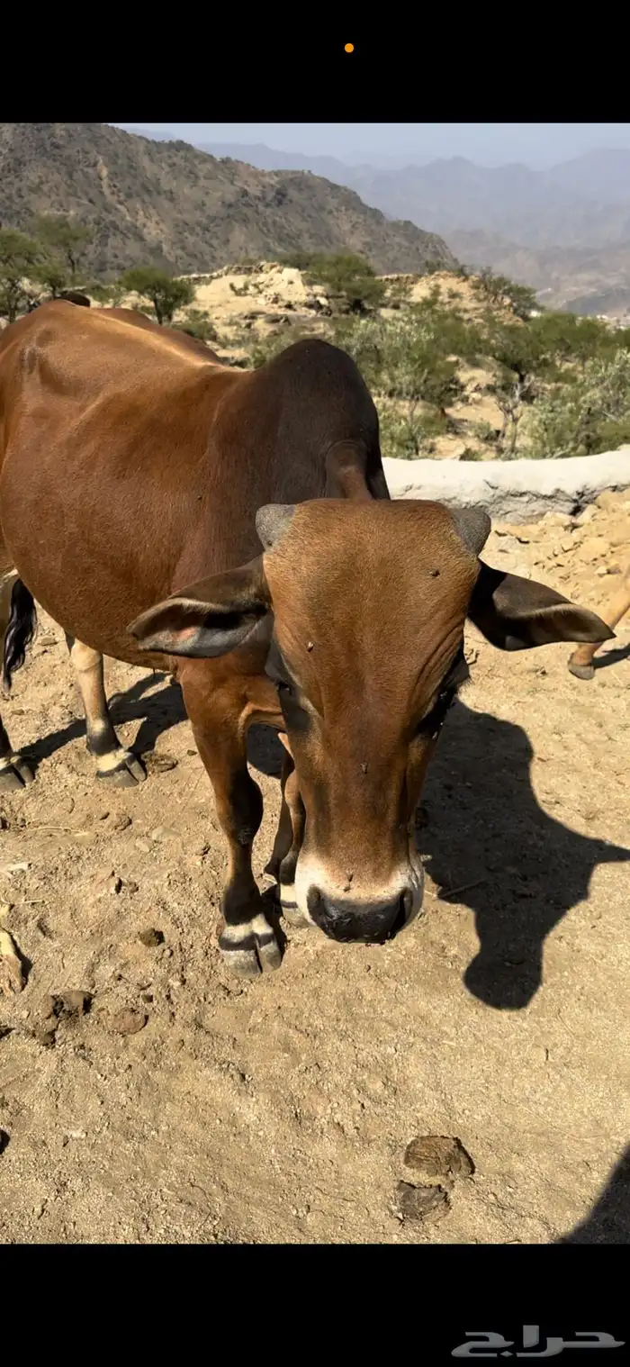 للبيع حسيل العمر سنه ونص 0