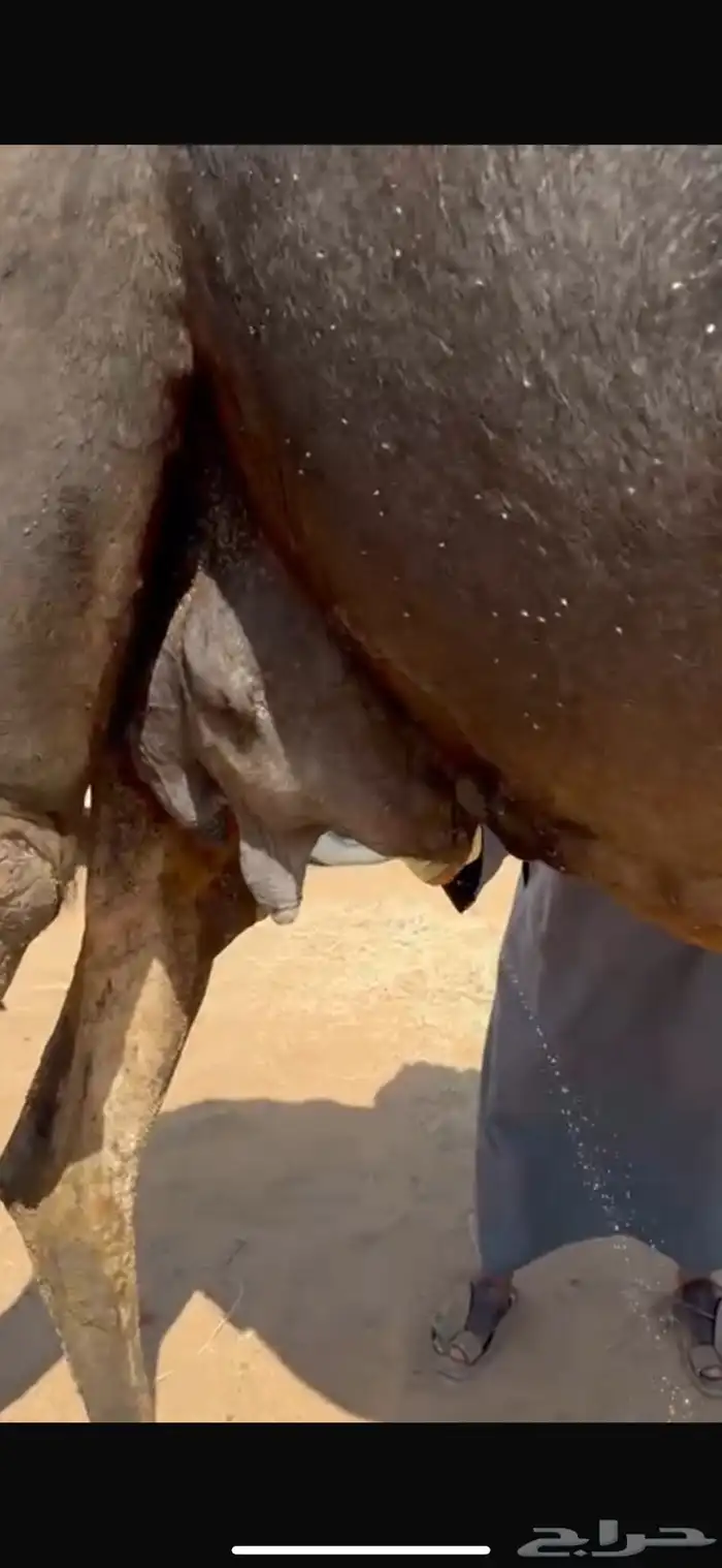 خلفه منيحه طيبهه 5