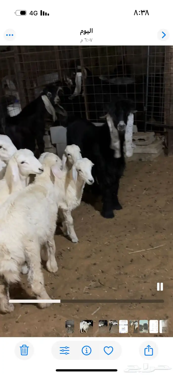 تيوس عارضيه مقفله 0