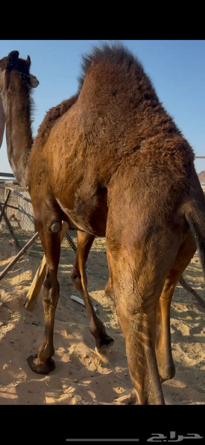 قعود مجهم بلدي شي كفو من تحت امه 0