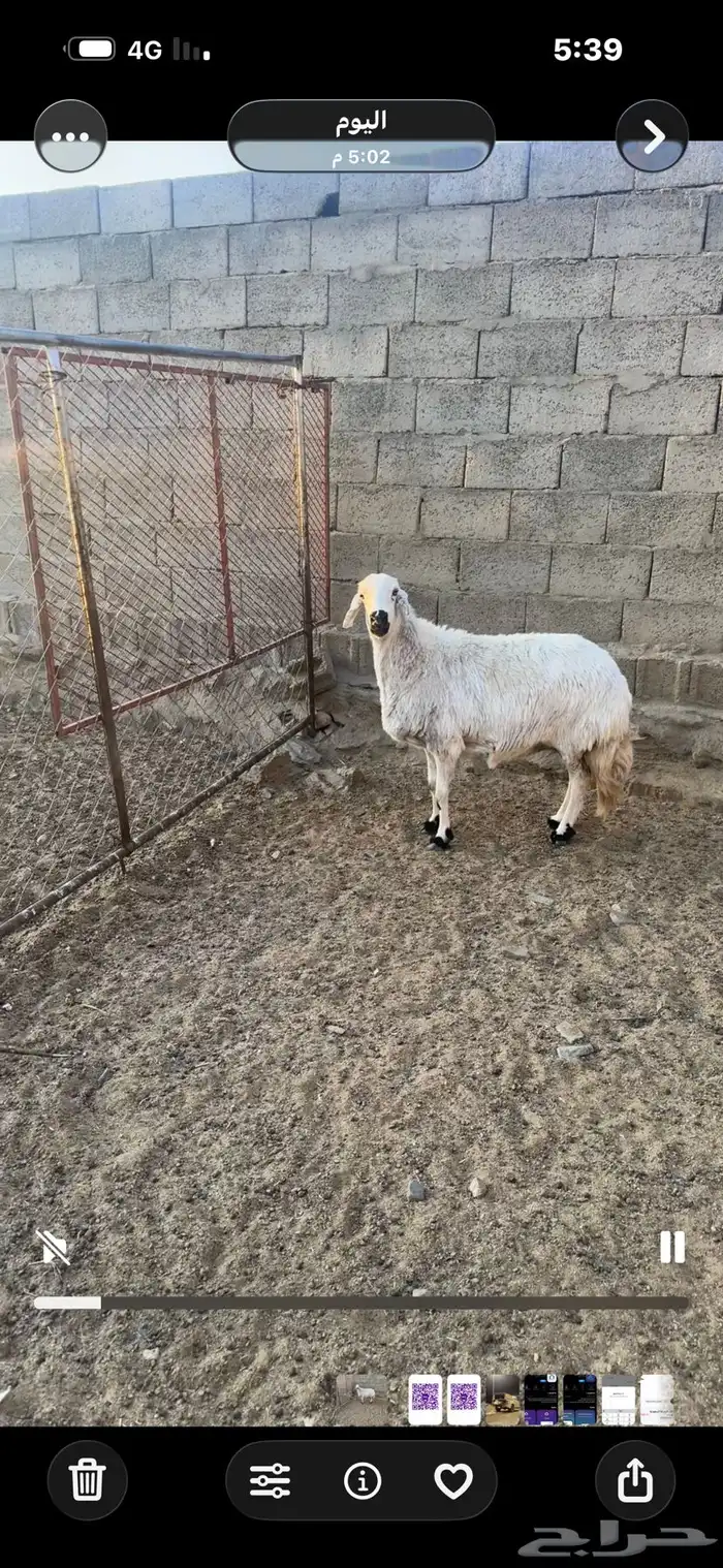 للبيع نعجه حايل كفو 0