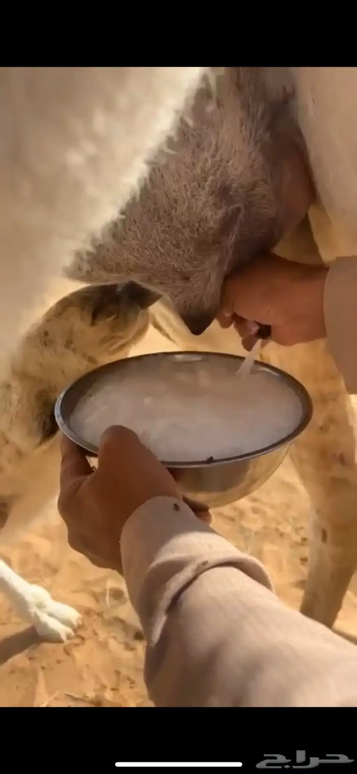 خلفه منيحه وكفو عليانيه حدرها قعود 2