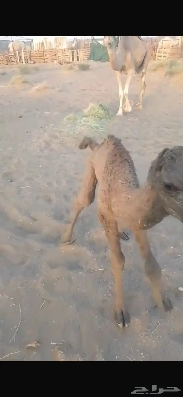 خلفه للبيع 1