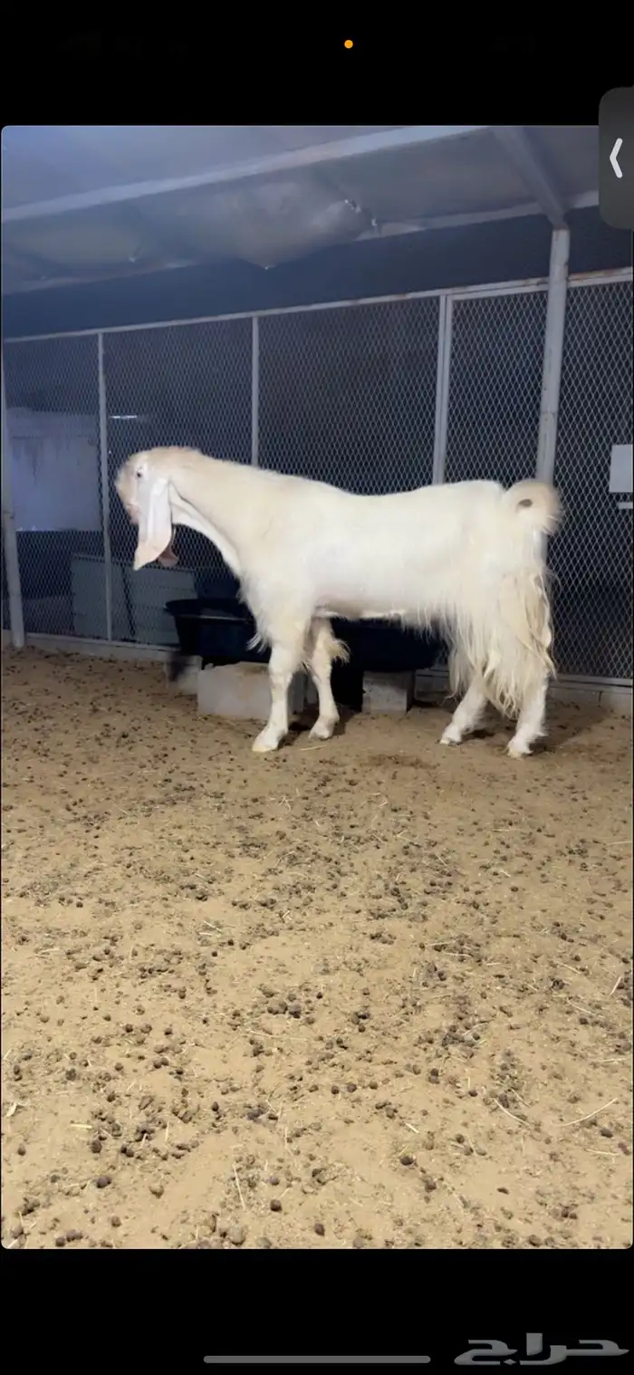 فحل مطور خصم نادر اجم 0