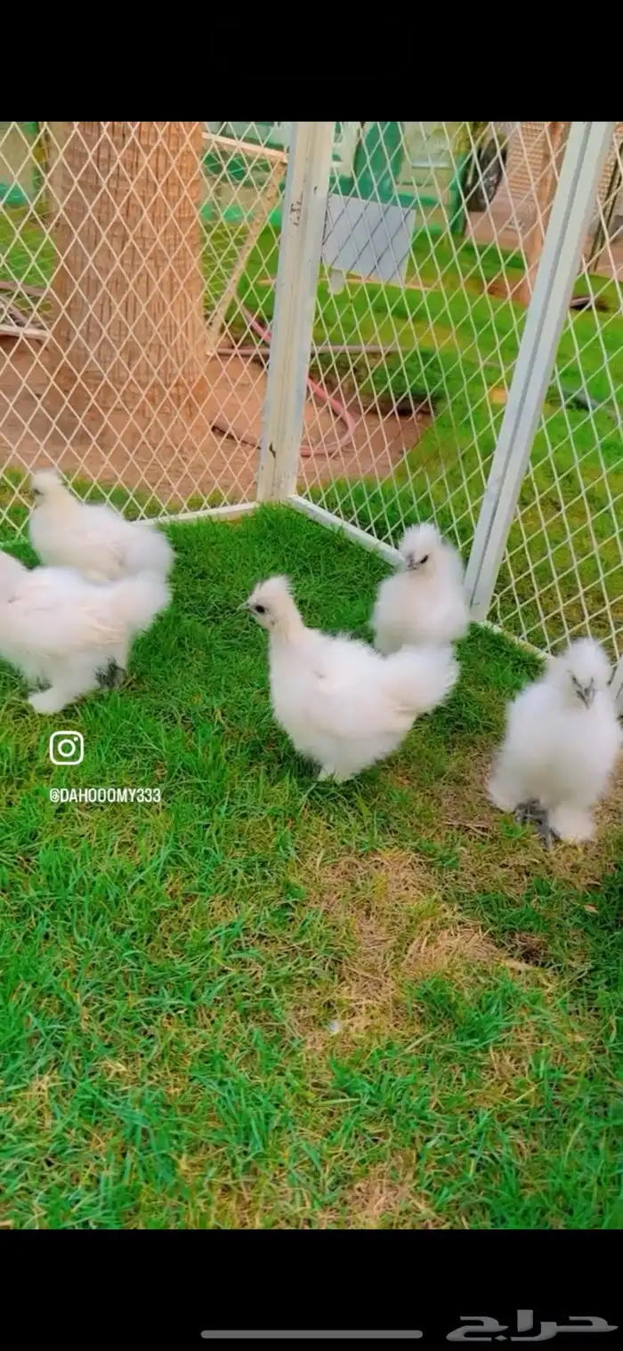 صيصان دجاج القطني TOP 0