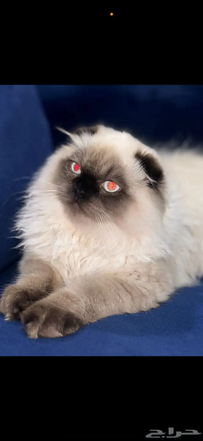 قط مكس من ام بريتيش سكوتش فولد والاب همالايا 0