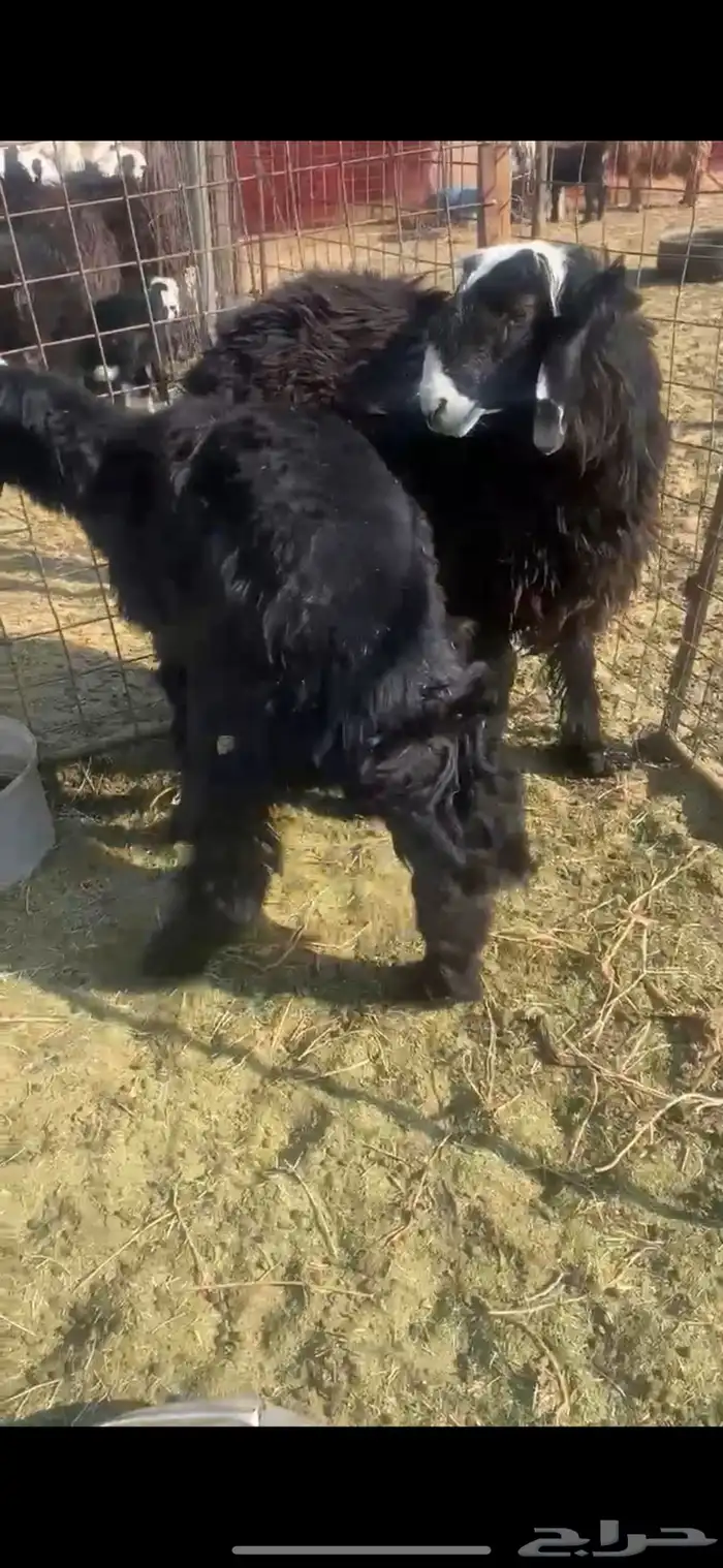 بهم نجد فاخر 1