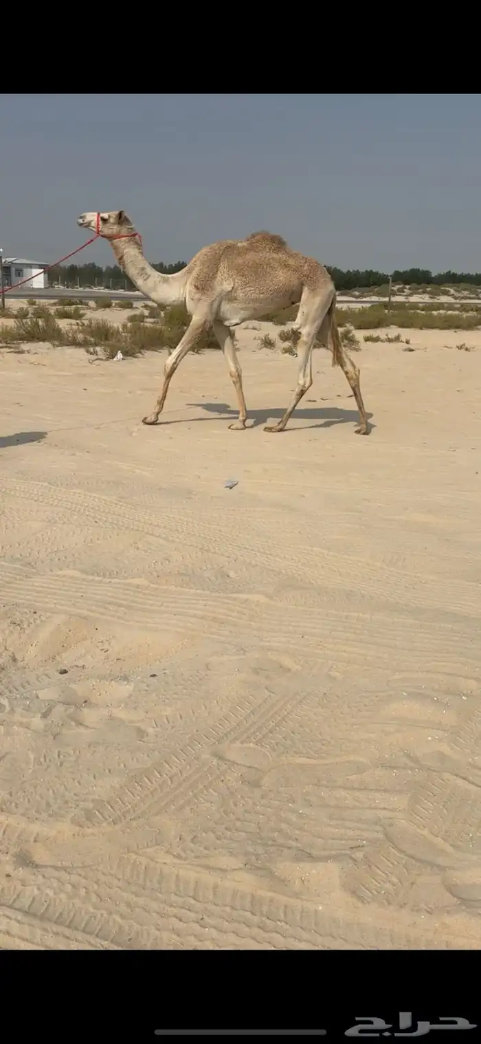 بكرة اصيل هجن توها مريحه 0