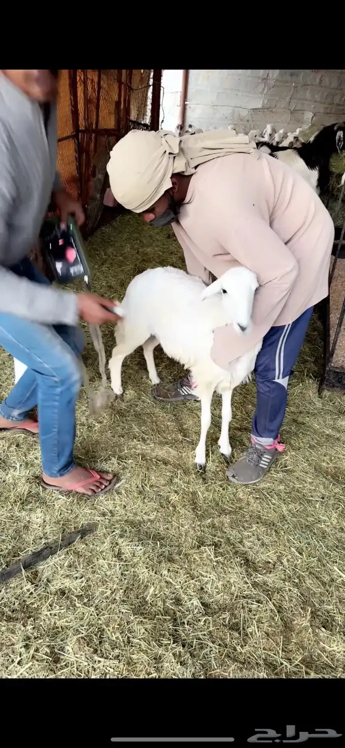 5 رخال جذع دفيع على السونار 4