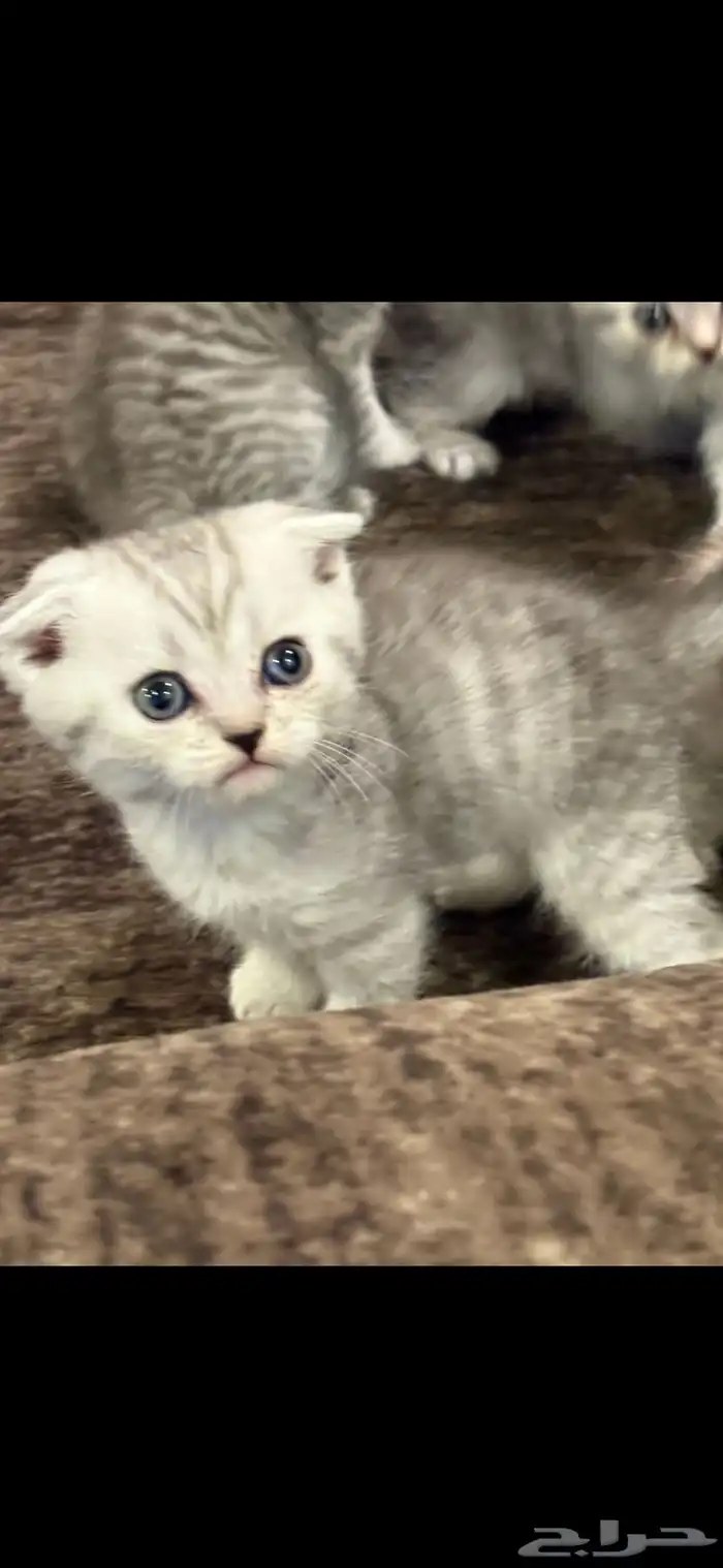 قطط كيتن سكوتش قولد للبيع 0