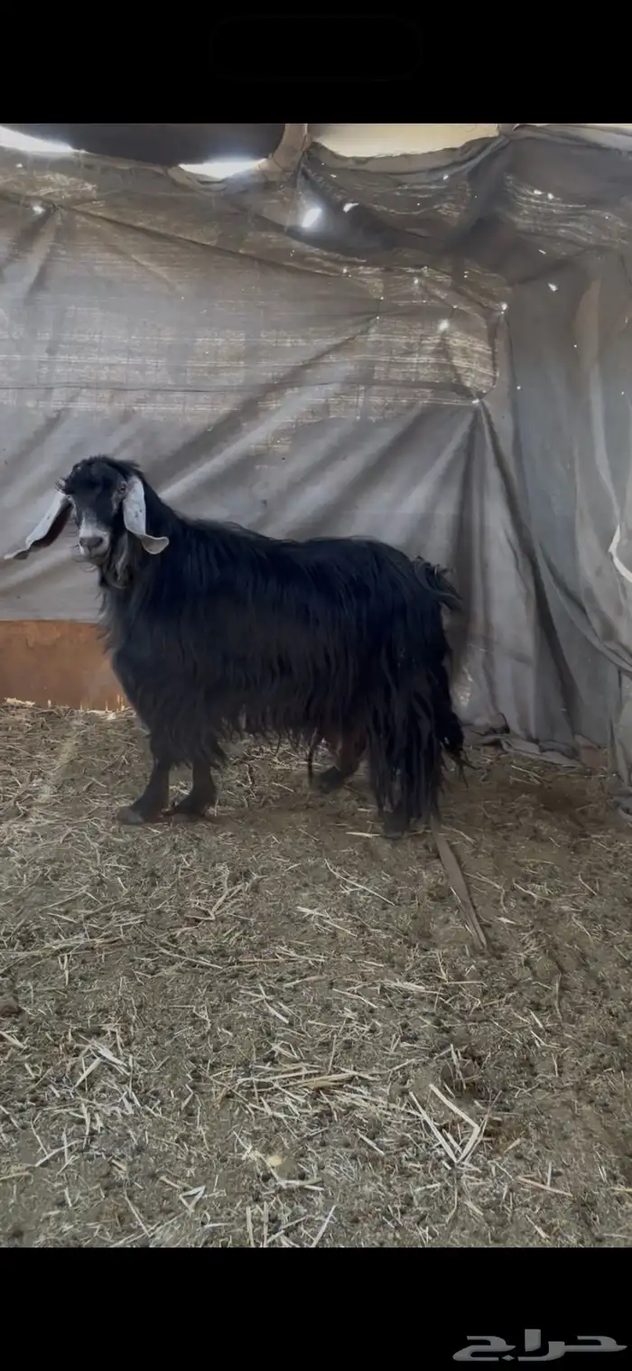 تيس فحل مشروط حار 0