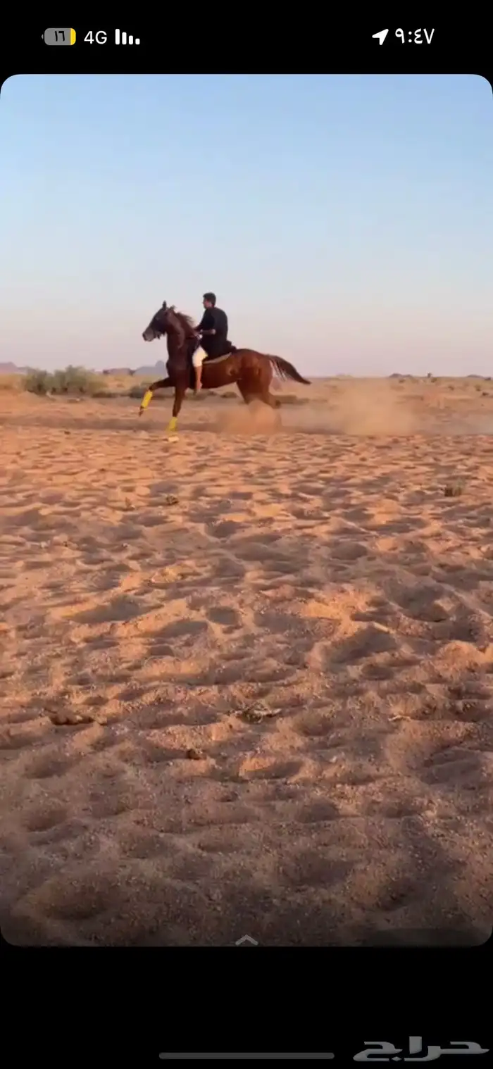 للبيع حصان جاهز لقرب شوط 2