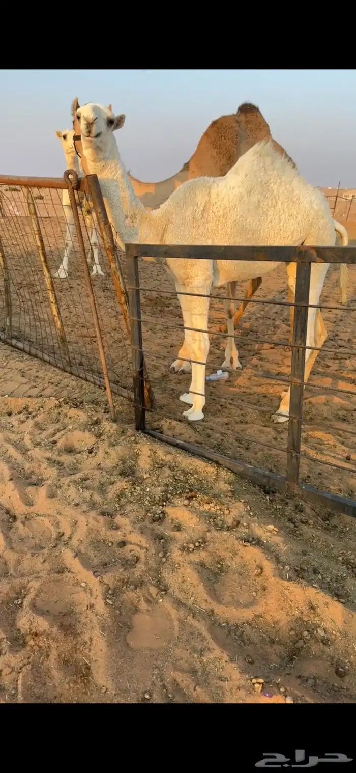 قعود وبكره 0