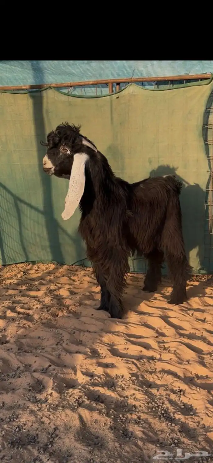 تيس فحل عارضي تممم البيييع 0