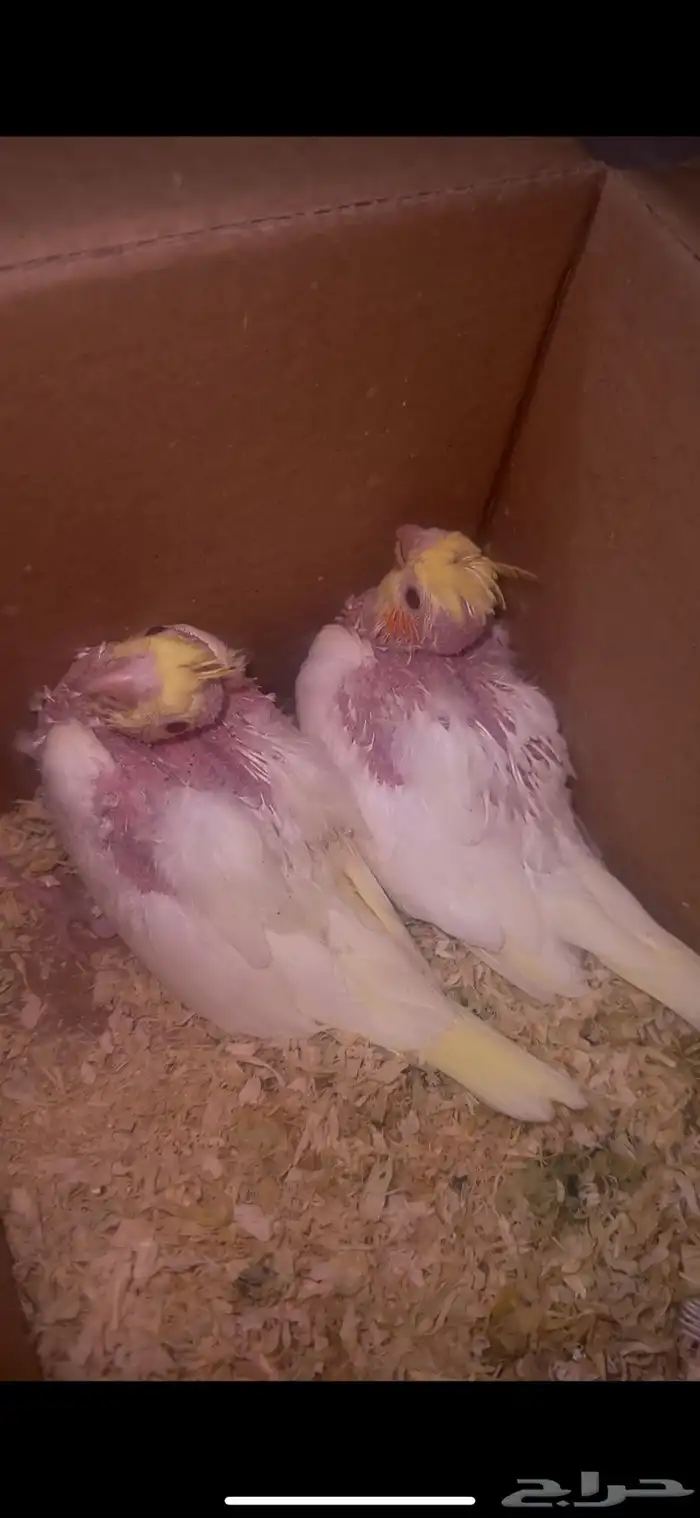 فروخ كروان لاتينو غر 0