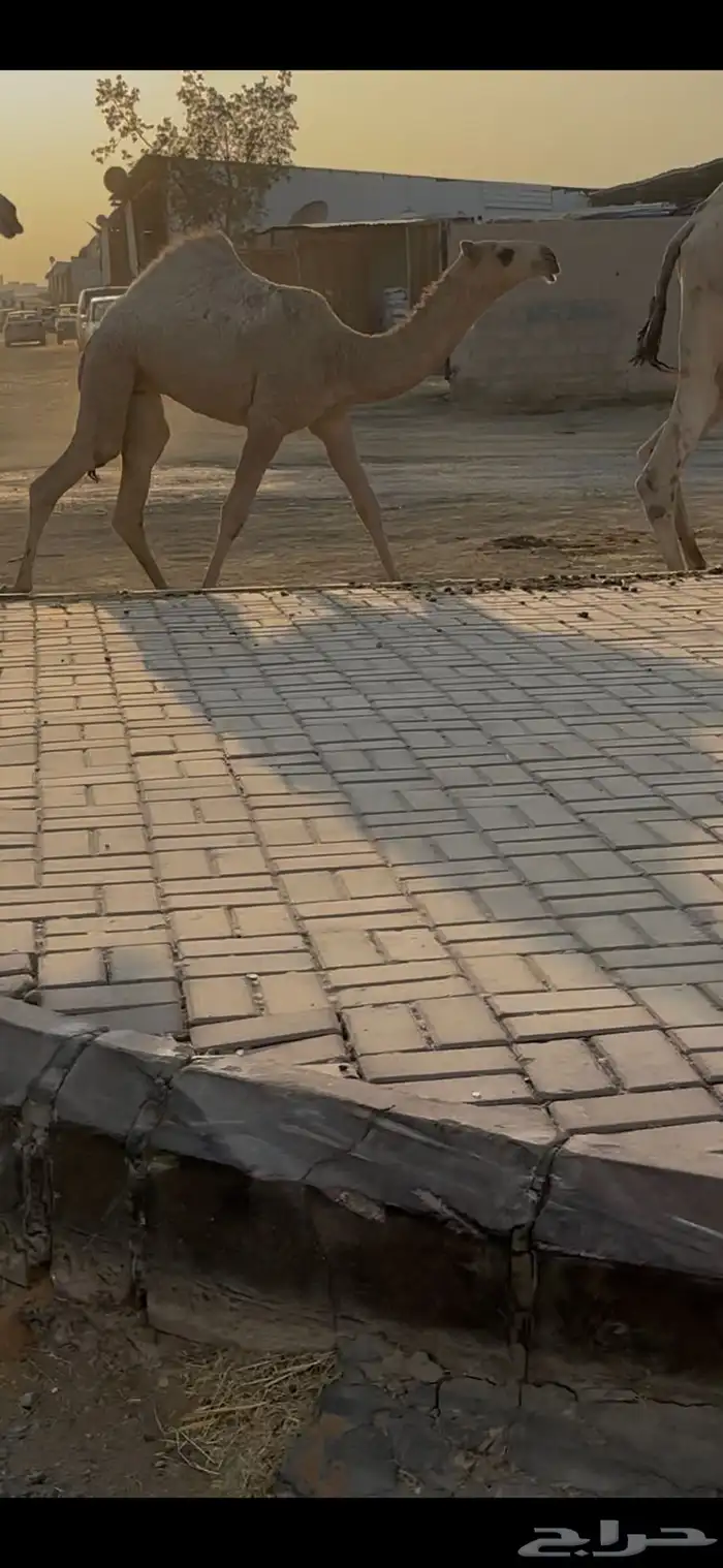 حواره شقحا كفو 1