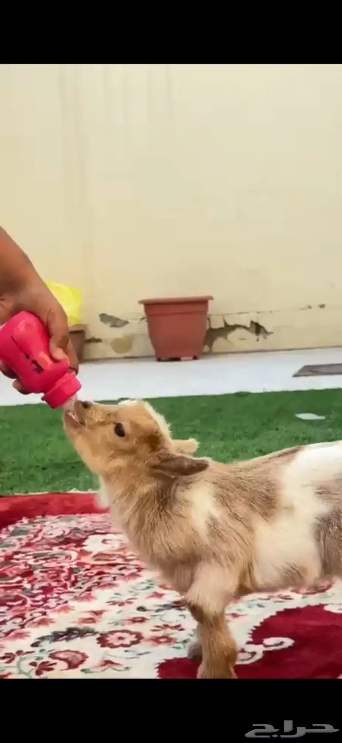 تيس قزمي صديق الأطفال 1