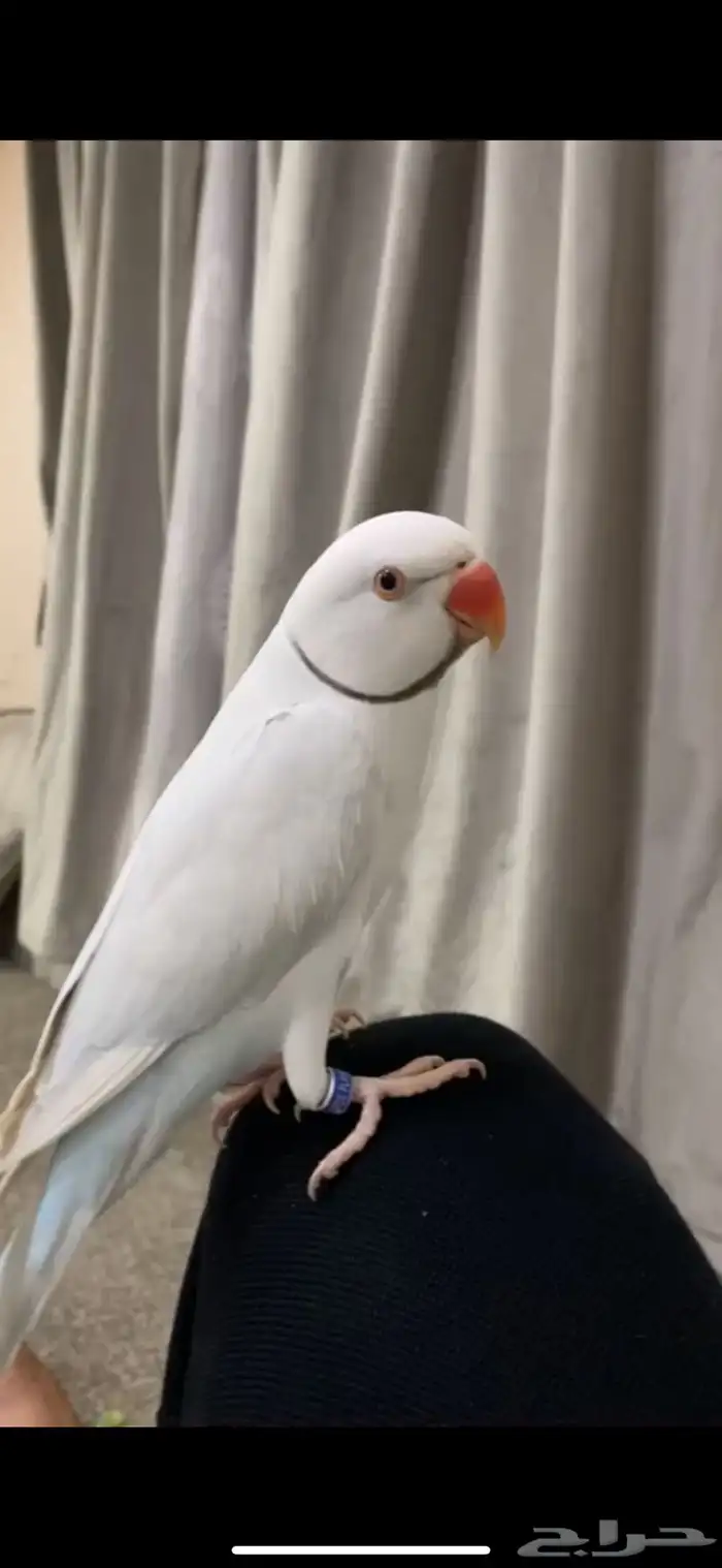 دره هولندي 1