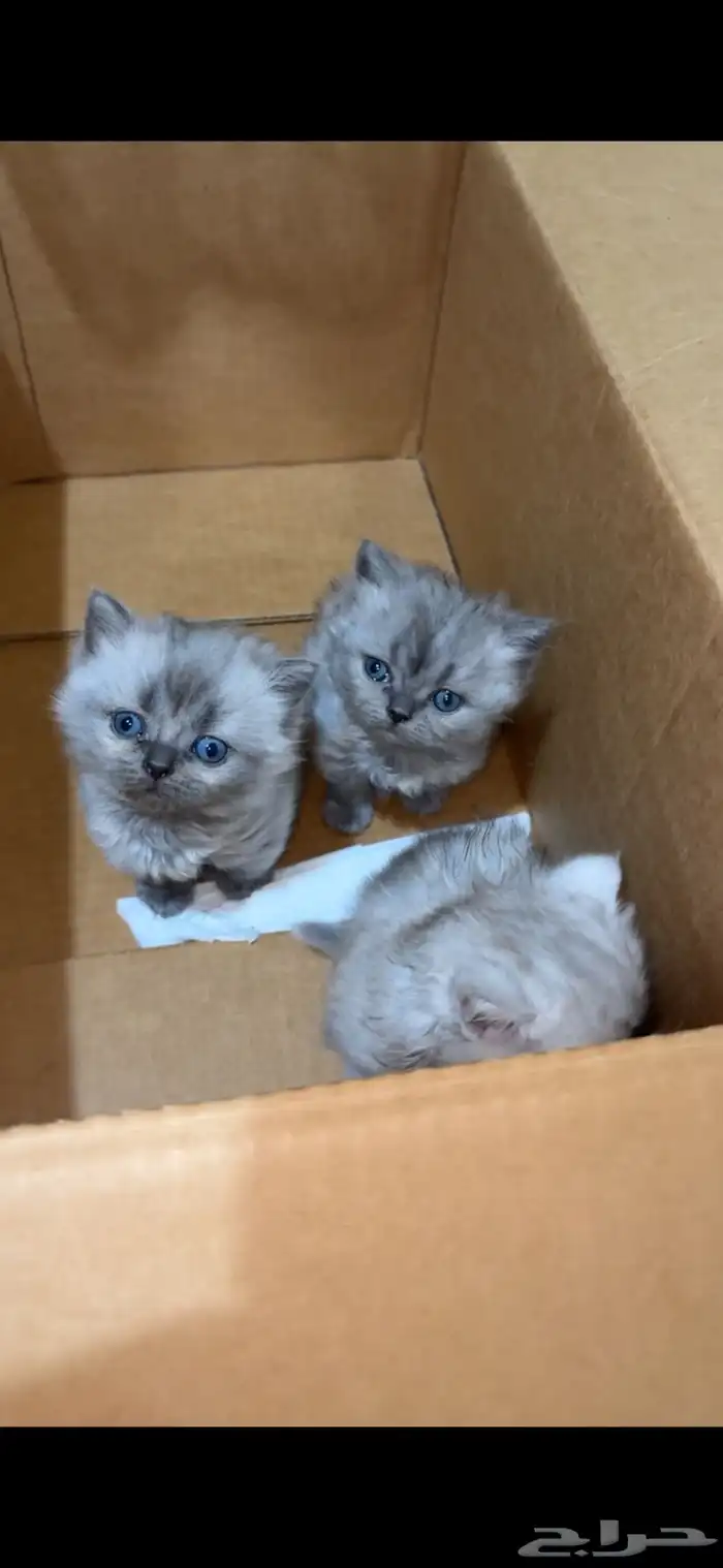 قطط صغار 1