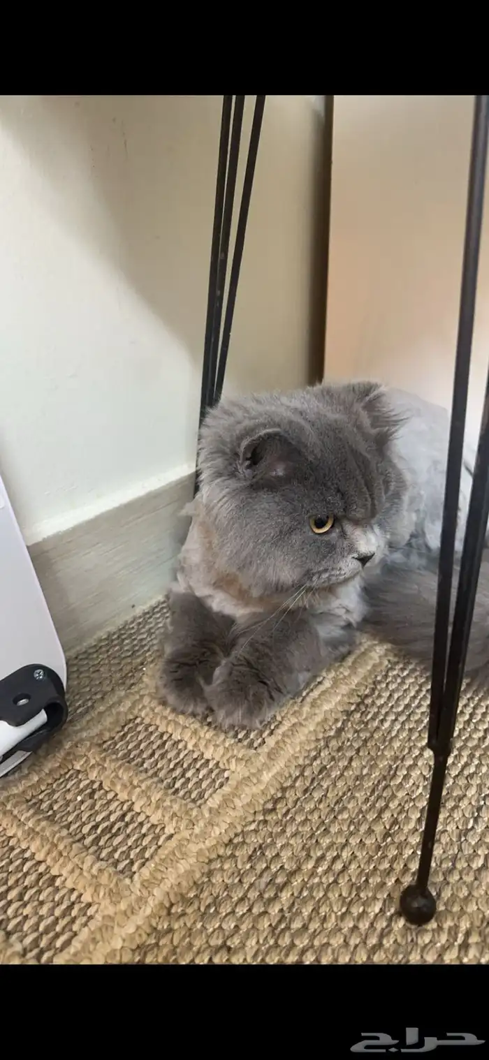 سكوتش فولد مهجن للتبني 1