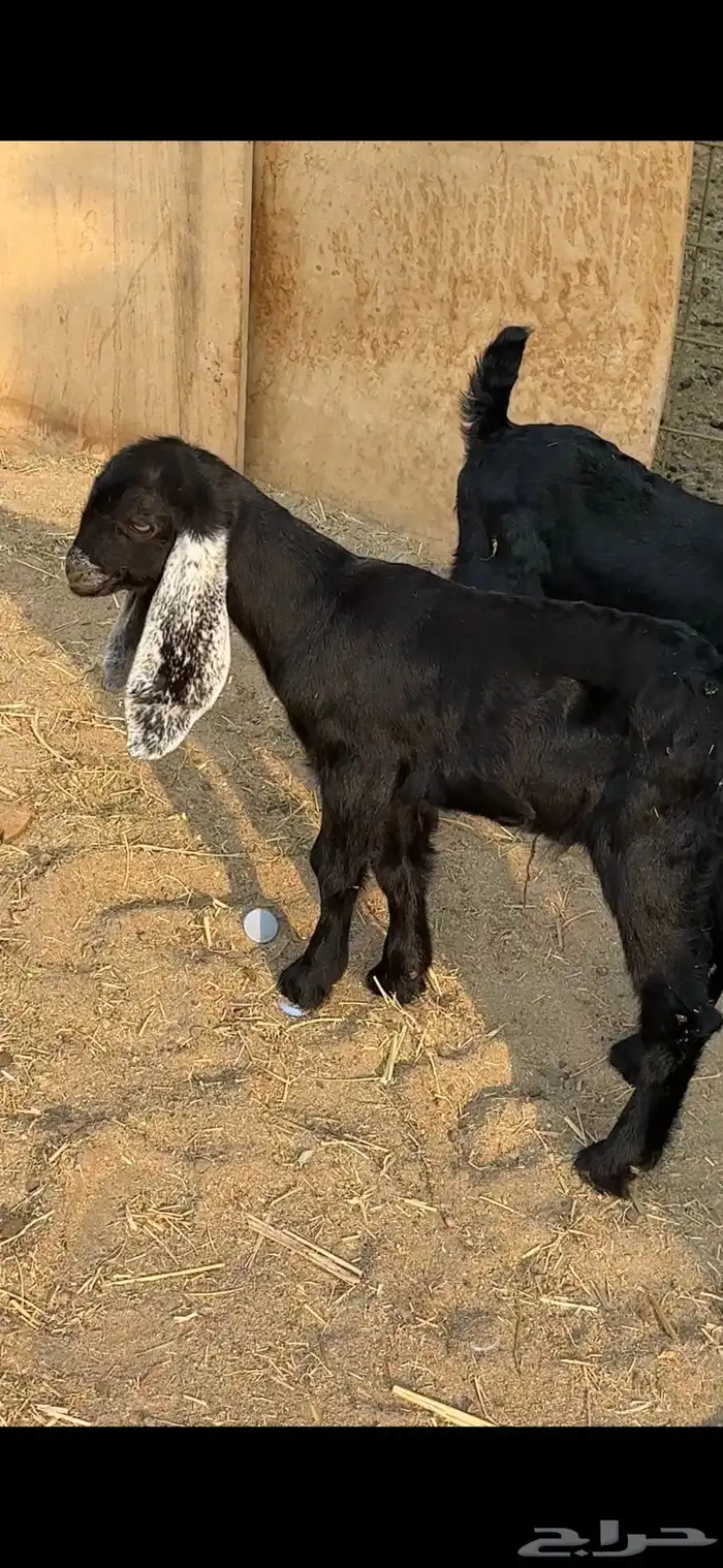 اثنين تيوس عوارض دواغير 2