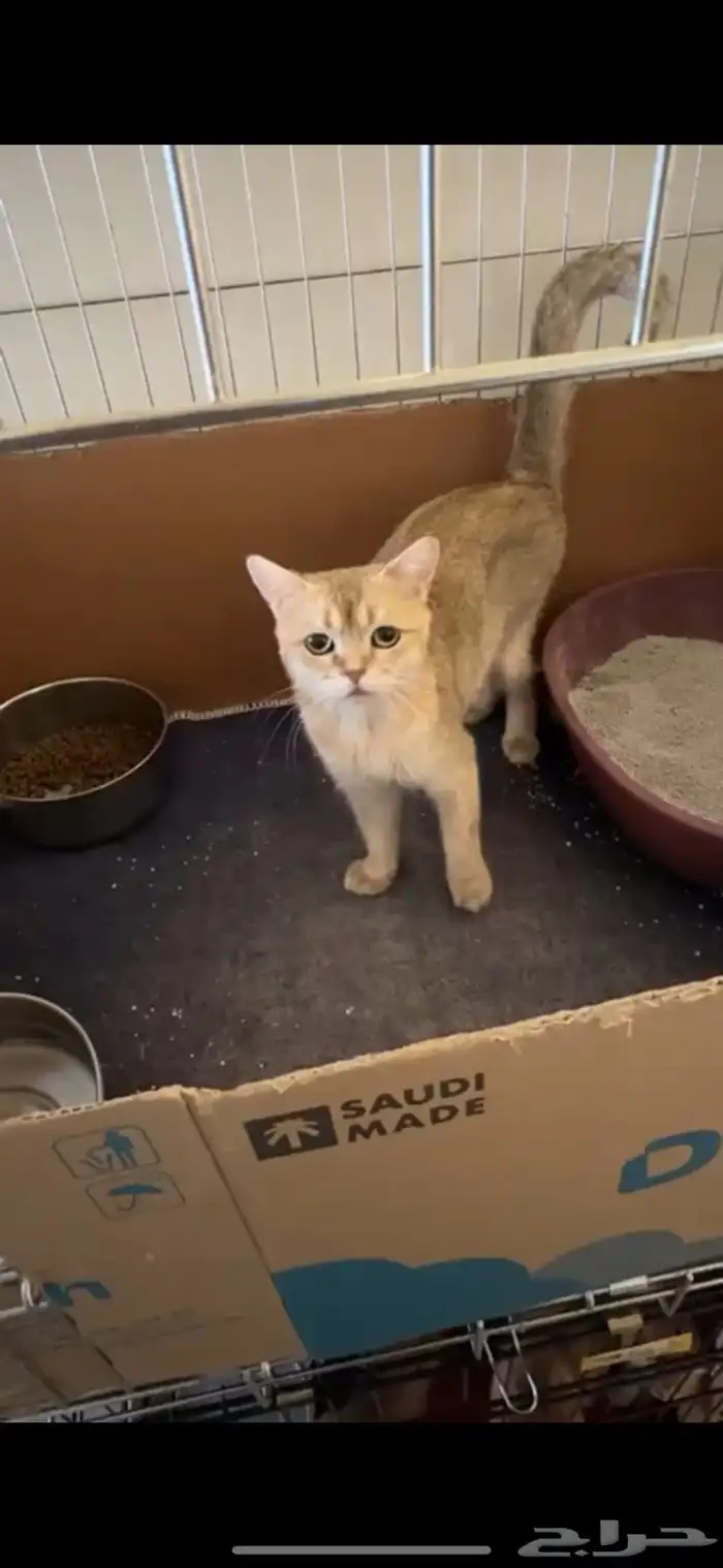 قطط ذكور و اناث بيع تصفيه ب اسعار مخفضه 1