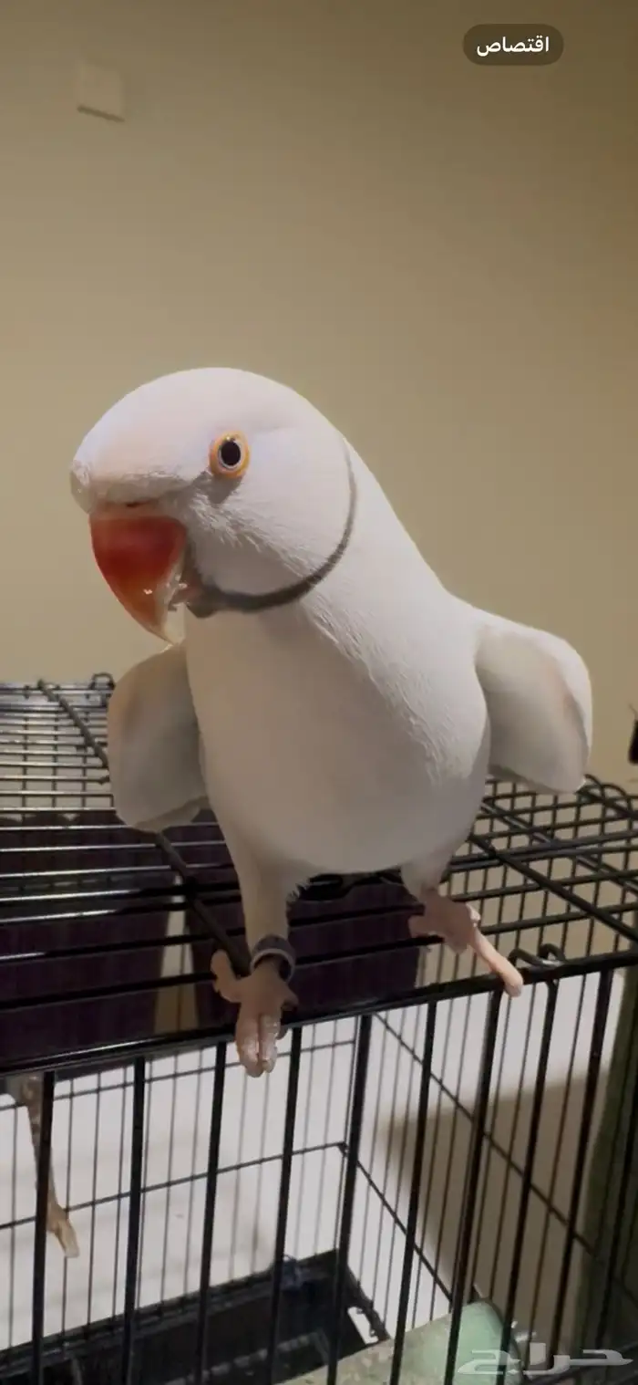 دره هولندي 4